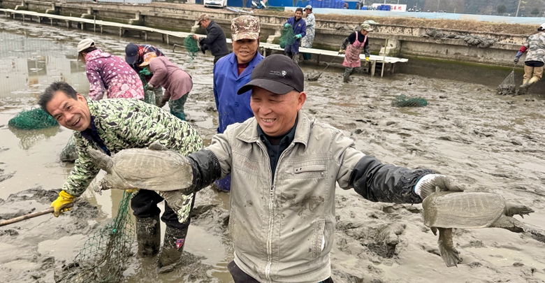 生態(tài)甲魚走俏市場