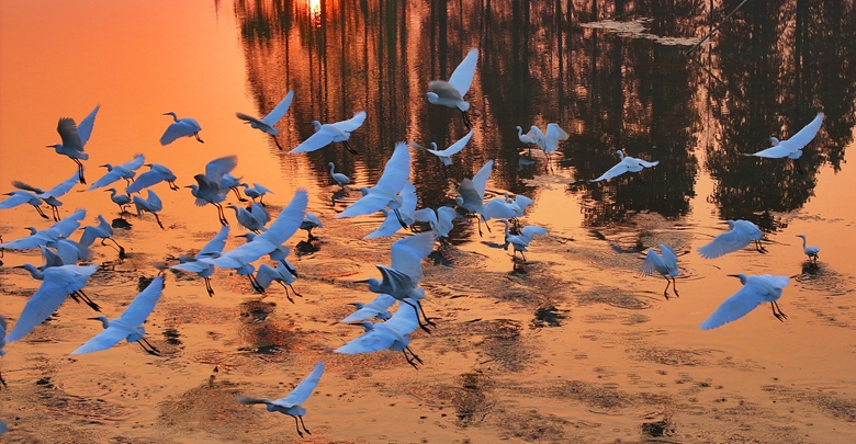 夕陽伴鷺歸